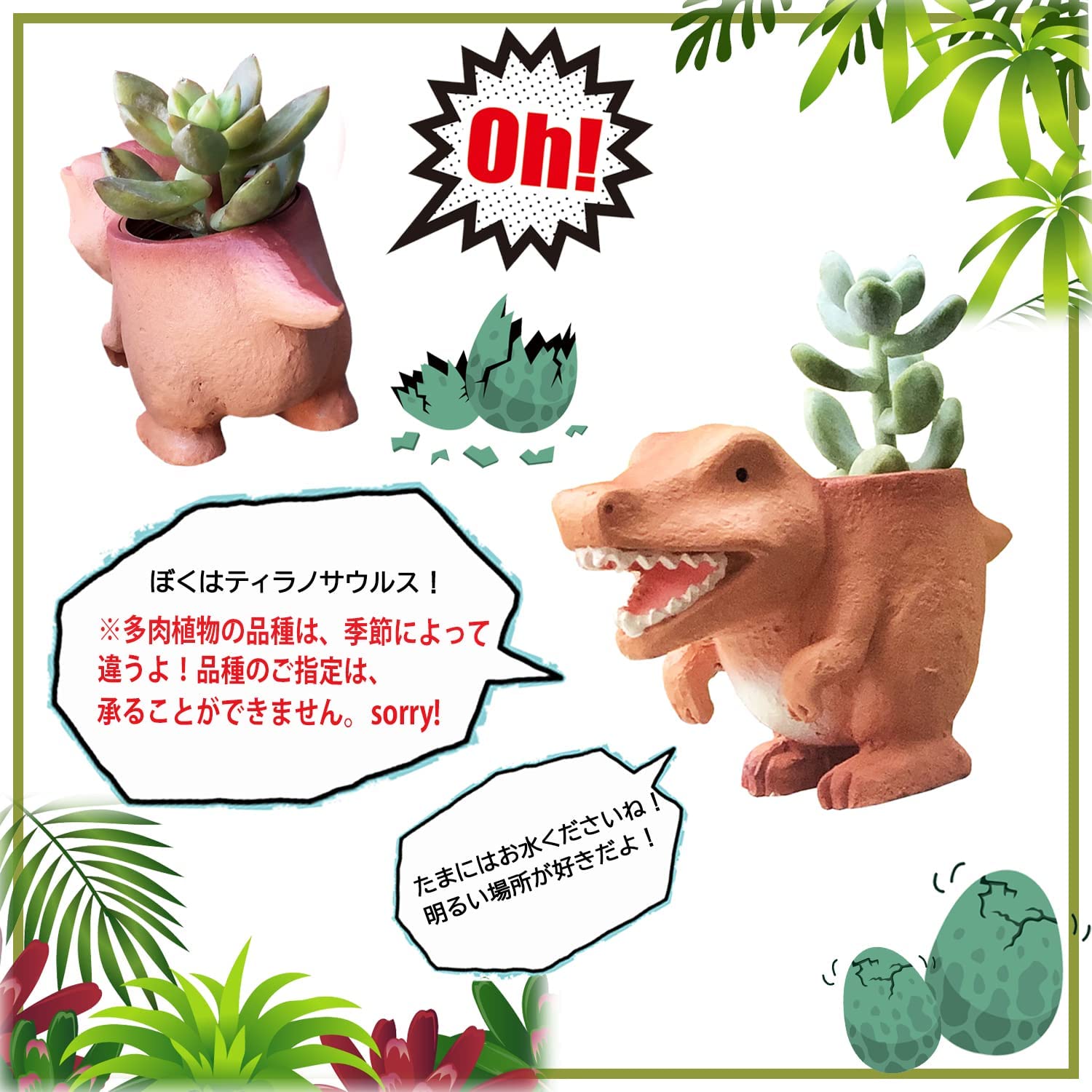多肉植物 赤と緑 中型 四角鉢*3 多肉植物 パイオニア 4〜6頭 大群生 るる農園 : るる農園