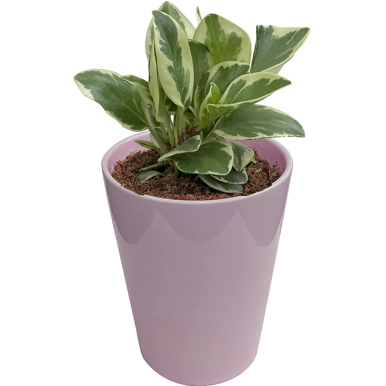 鉢植え 観葉植物 ペペロミア ゴールド ミニ観葉植物 多年草 陶器鉢