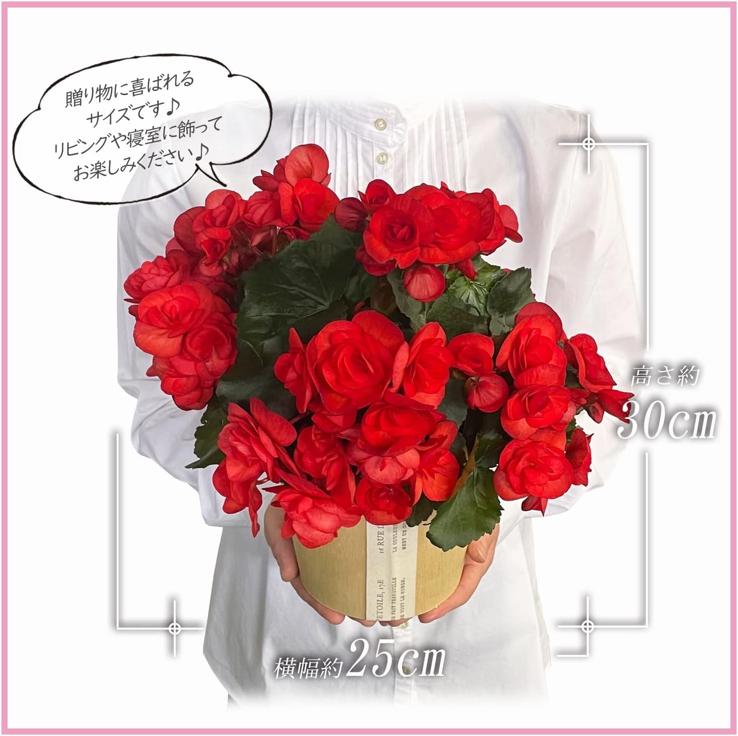 �꡼������ �٥��˥� �� ���ե� ������ �ץ쥼��� �꡼�������٥��˥� ȭ���� ��ȭ