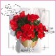 �꡼������ �٥��˥� �� ���ե� ������ �ץ쥼��� �꡼�������٥��˥� ȭ���� ��ȭ