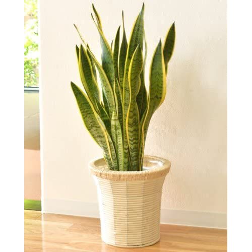 サンスベリア 7号鉢 インテリアバスケット 観葉植物 インテリア
