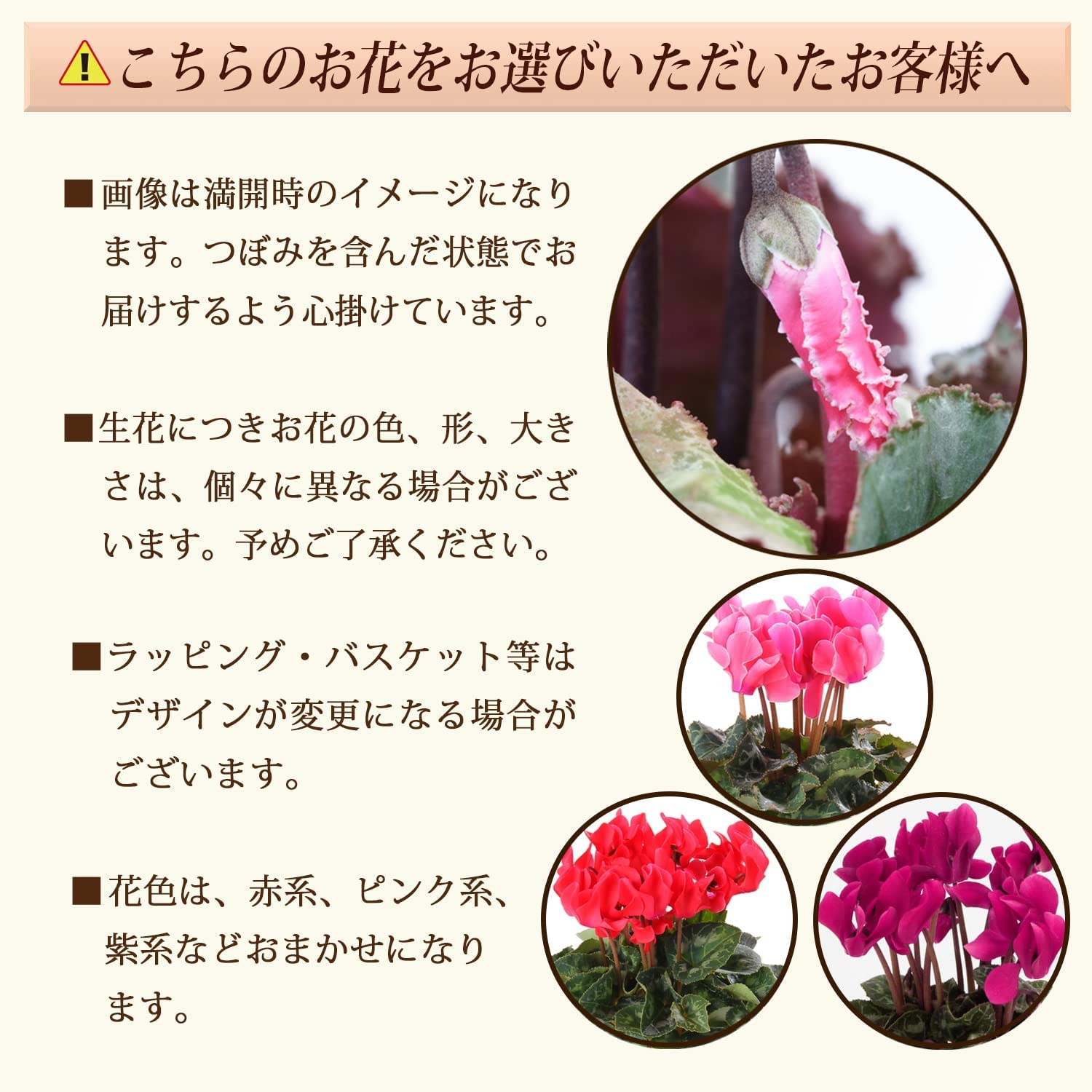 シクラメン ギフト プレゼント 花 鉢植え 鉢花 誕生日 6号鉢 赤