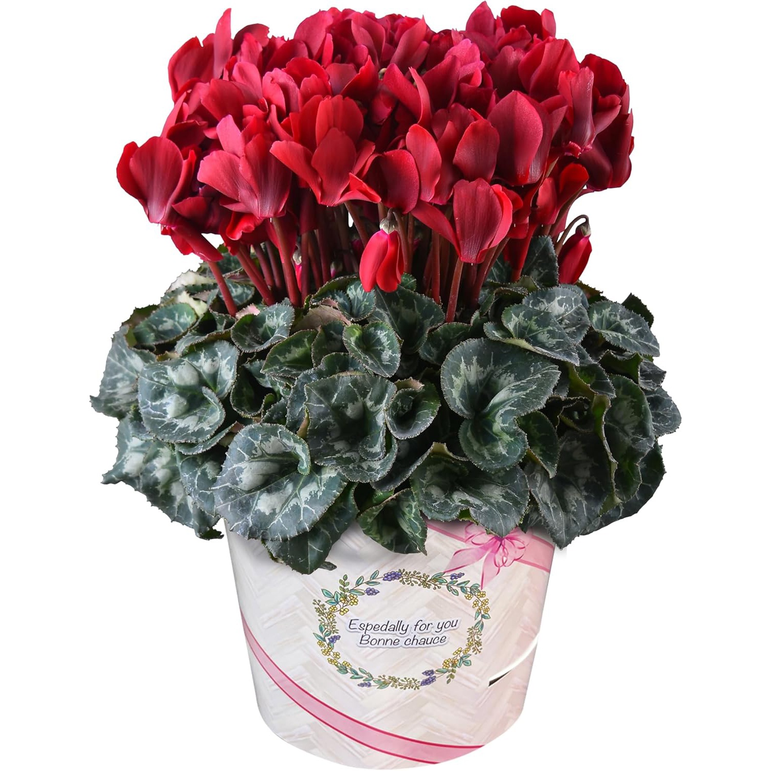 �������� ���ե� �ץ쥼��� �� ȭ���� ȭ�� ������ 6��ȭ �� �ޥ����󥷥祳��