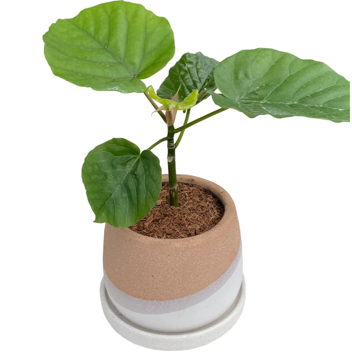 ウンベラータ ウンベラータ鉢植え フィカス ウンベラータ 観葉植物 ミニ観葉植物 観葉 観葉植物 おしゃれな観葉植物 安心と感動を送る フラワーギフト 花のギフト社