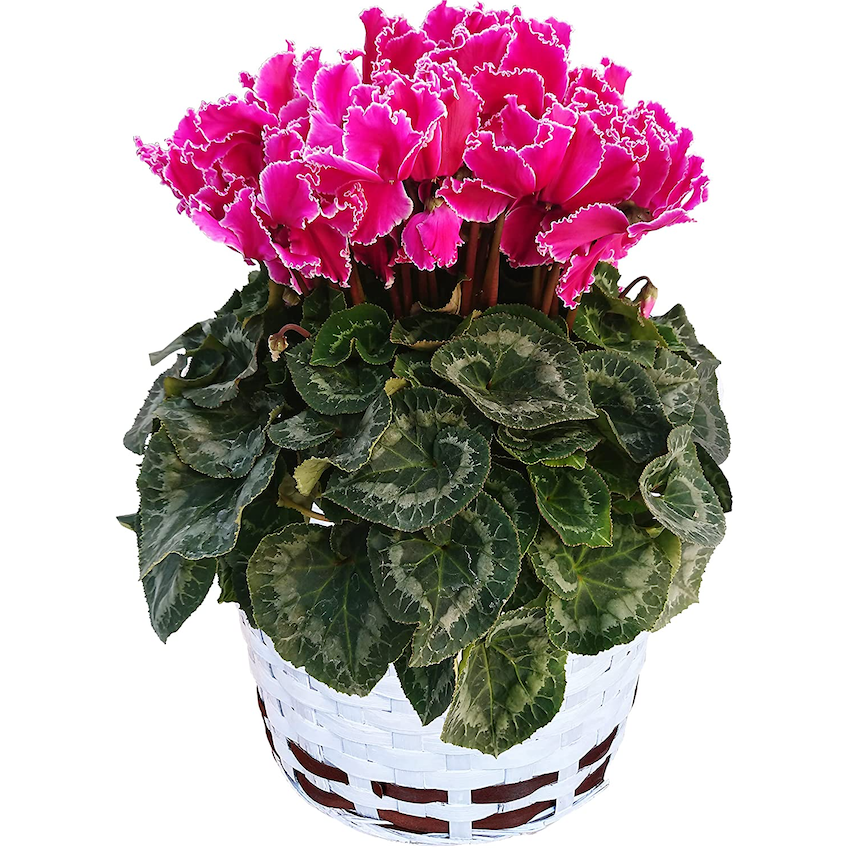 シクラメン マゼンタウィズエッジ シクラメン紫 シクラメン花 鉢花