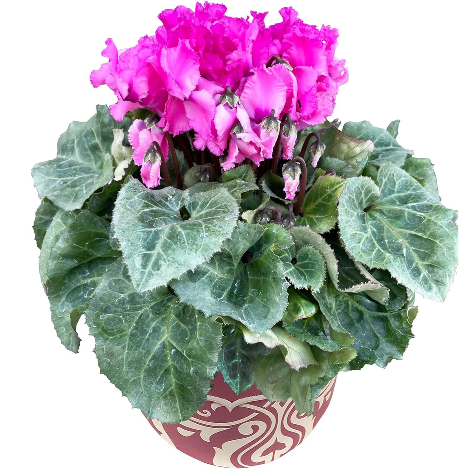 �������� ���ե� �ץ쥼��� �� ȭ���� ȭ�� ������ 5��ȭ �ե�� ��ƥ���