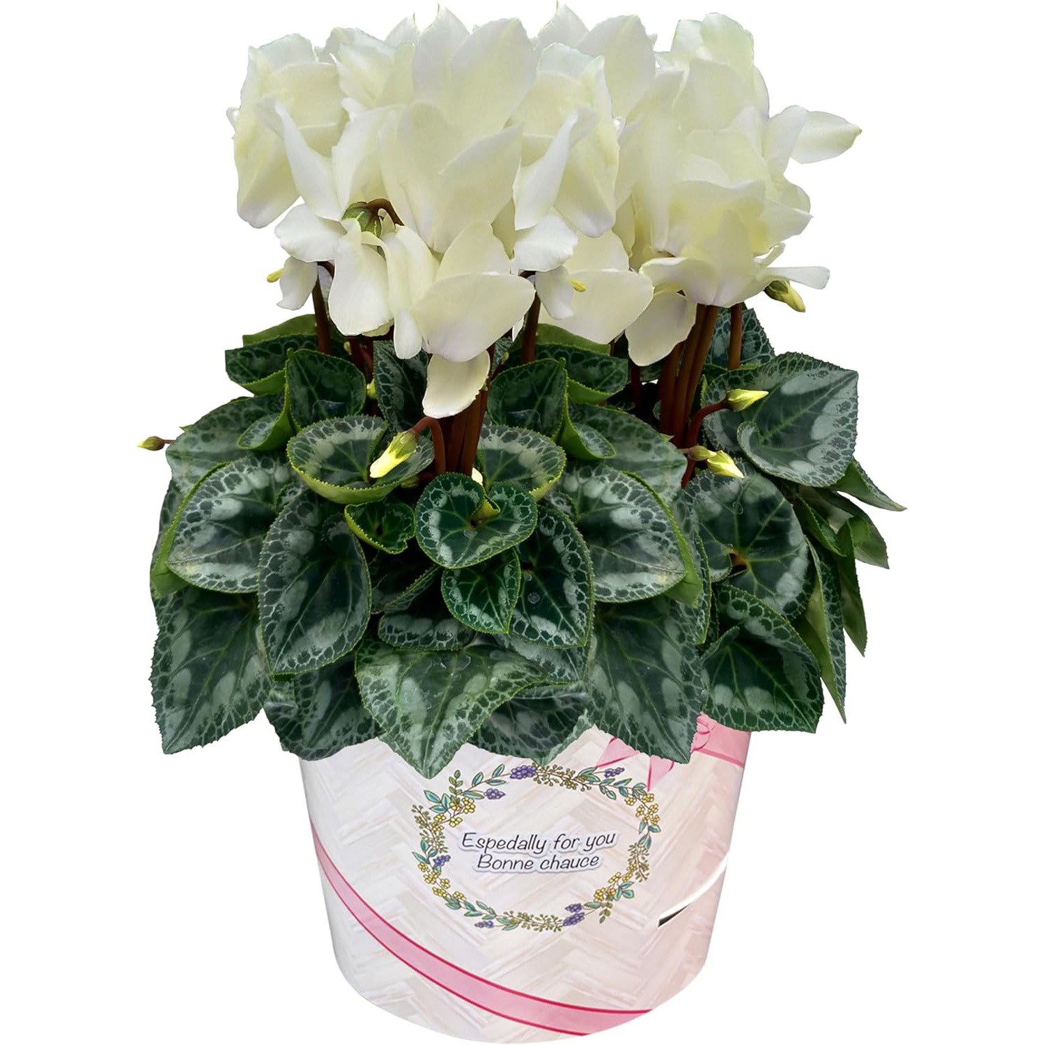 �������� ���ե� �ץ쥼��� �� ȭ���� ȭ�� ������ 6��ȭ �� ������ǥ�ܡ���