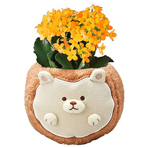 ����󥳥� ��ȭ ȭ���� �ե����ե� ���� �ϥ�ͥ��� �� �ץ쥼���