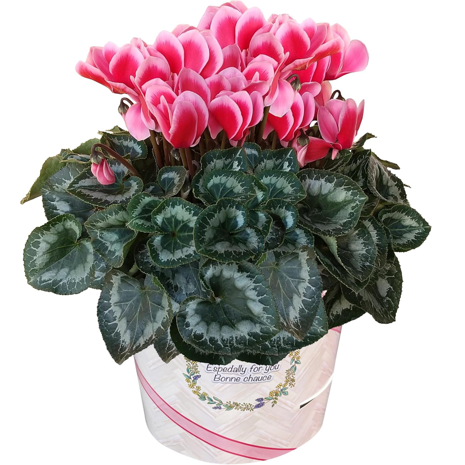  ե ץ쥼  ȭ ȭ  6ȭ  åץ