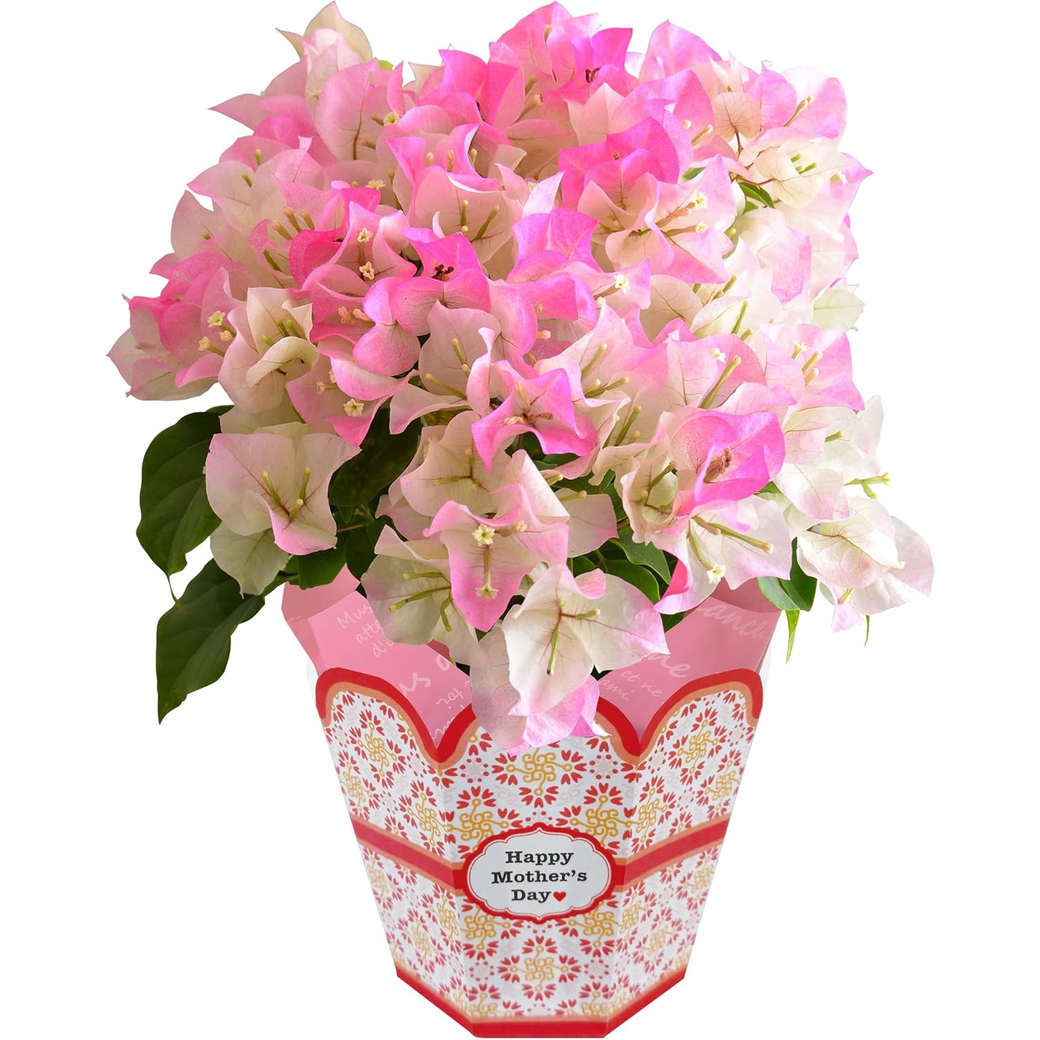 ブーゲンビリア 鉢植え ブライダルピンク 鉢花 プレゼント 花 誕生日