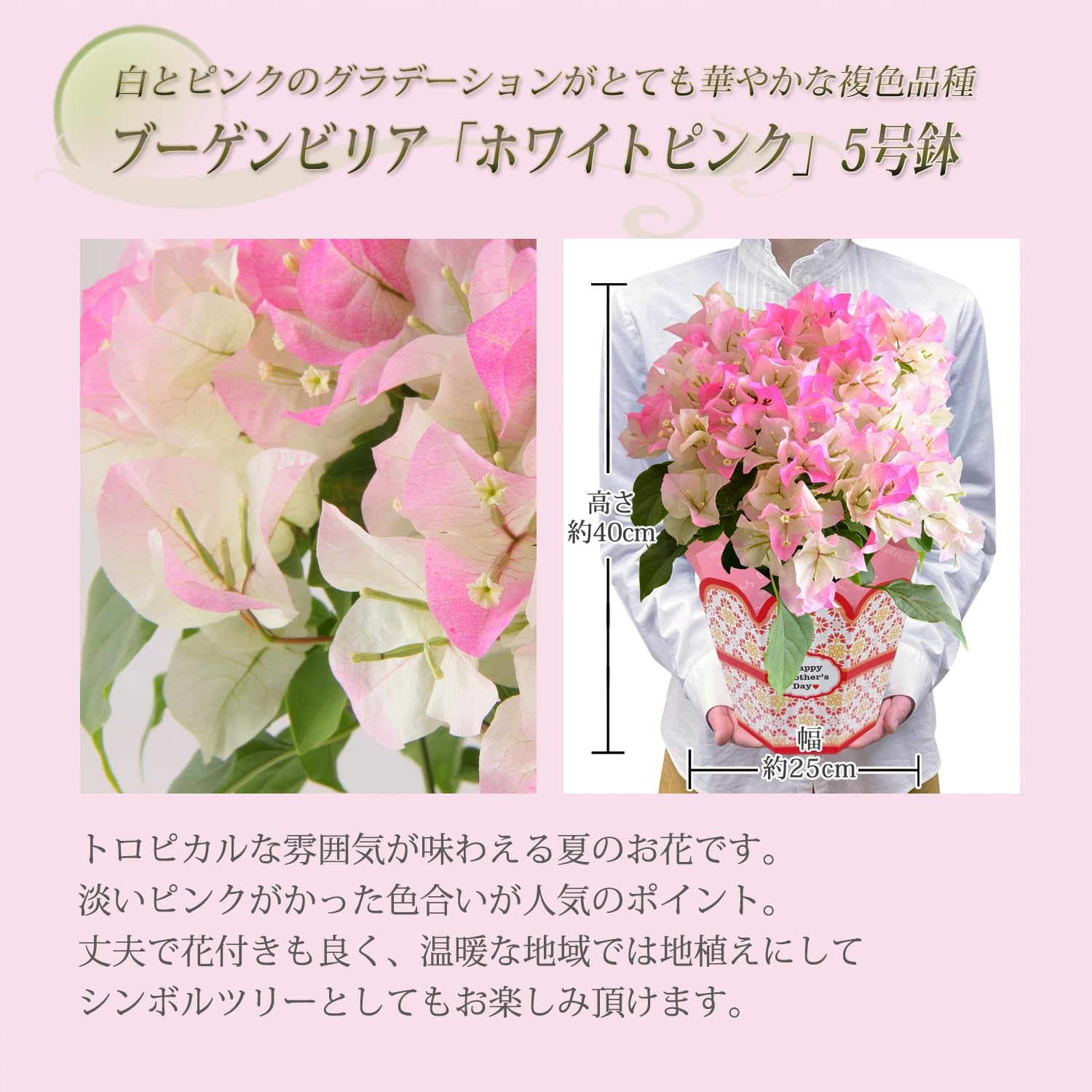 �֡�����ӥꥢ ȭ���� �֥饤����ԥ� ȭ�� �ץ쥼��� �� ������ �����