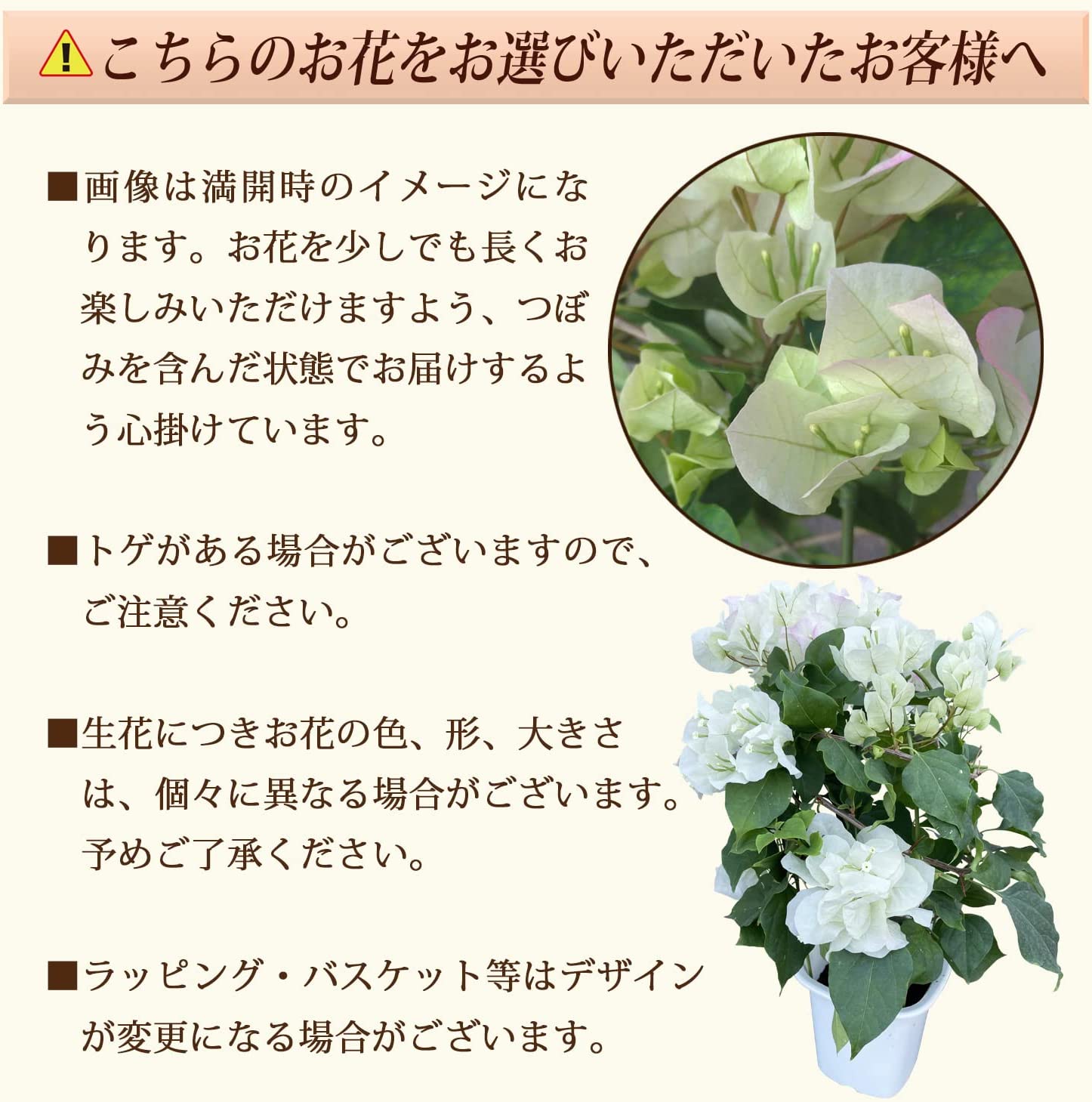 �֡�����ӥꥢ ȭ���� �֥饤����ԥ� ȭ�� �ץ쥼��� �� ������ �����