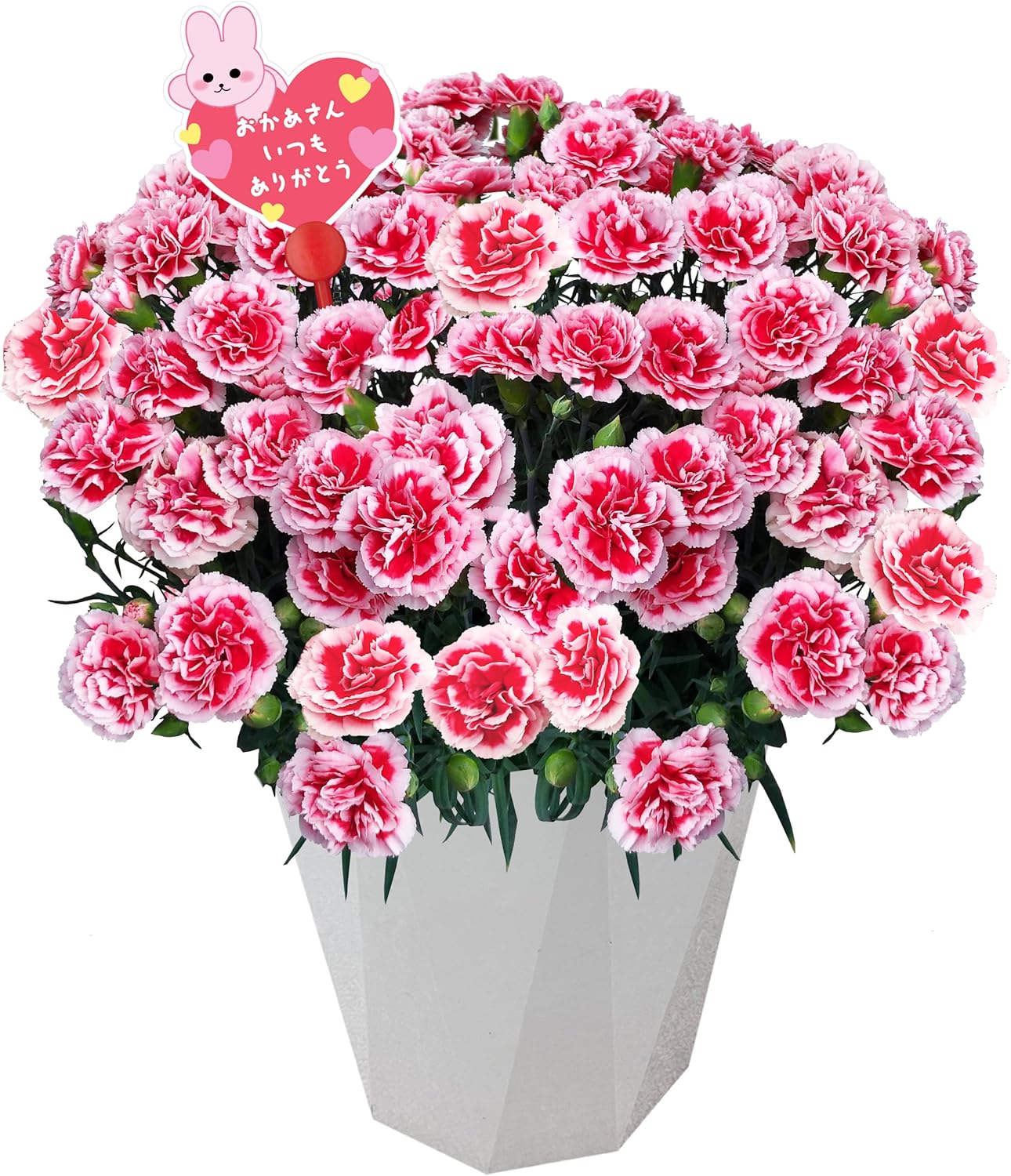 ����� �� ȭ���� �����͡������ �ץ쥼��� ��ȭ ��������ե� ������Υץ쥼���