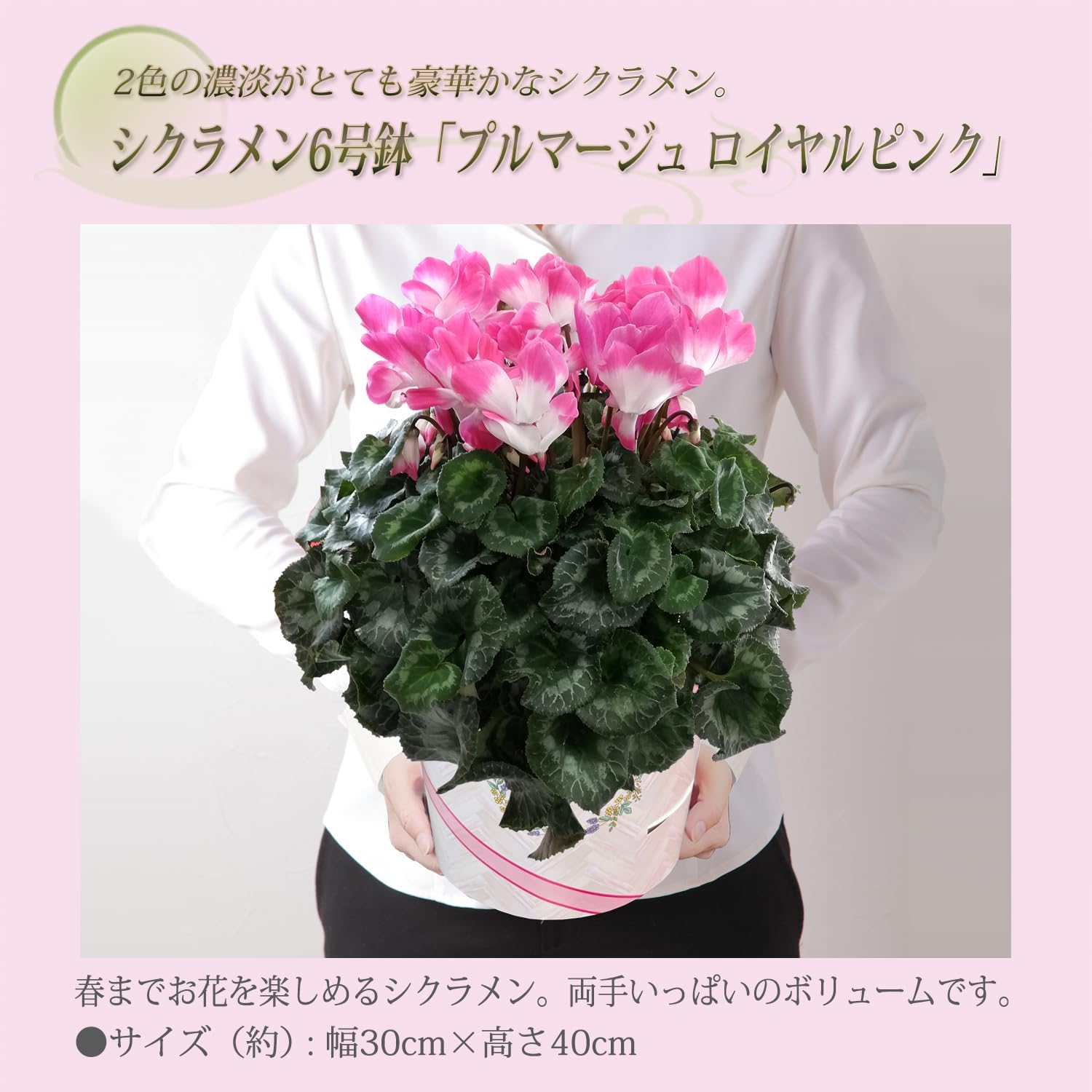  ե ץ쥼  ȭ ȭ  6ȭ ץޡ ԥ