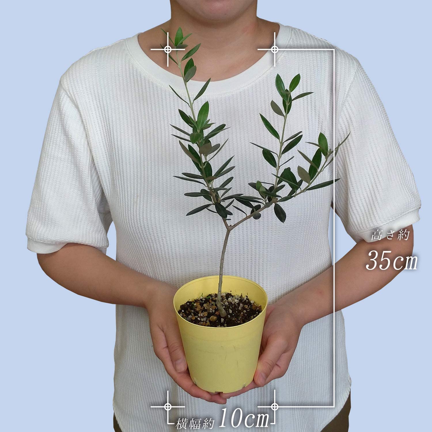 ꡼֤ ȭ ꡼ ꡼֤μ ꡼ʼ ͥ 3.5ȭ