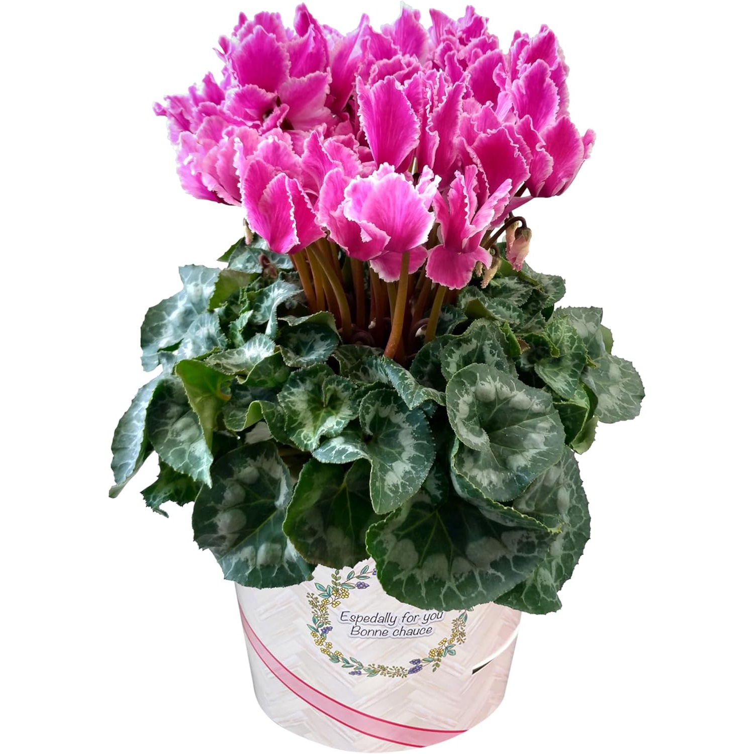 シクラメン ギフト プレゼント 花 鉢植え 鉢花 誕生日 6号鉢 紫