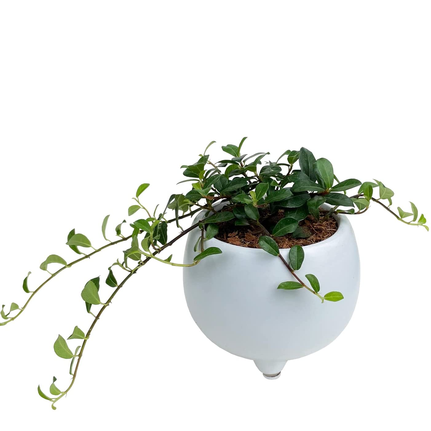 ツル性ガジュマル鉢植え フィカス シャングリア 観葉植物 ミニ観葉植物 陶器鉢 つる性 観葉植物 おしゃれな観葉植物 安心と感動を送る フラワーギフト 花のギフト社 ツル性ガジュマル鉢植え フィカス シャングリア 観葉植物 ミニ観葉植物 陶器鉢 つる性 観葉植物 おしゃれな観葉植物 安心と感動を送る フラワーギフト 花のギフト社