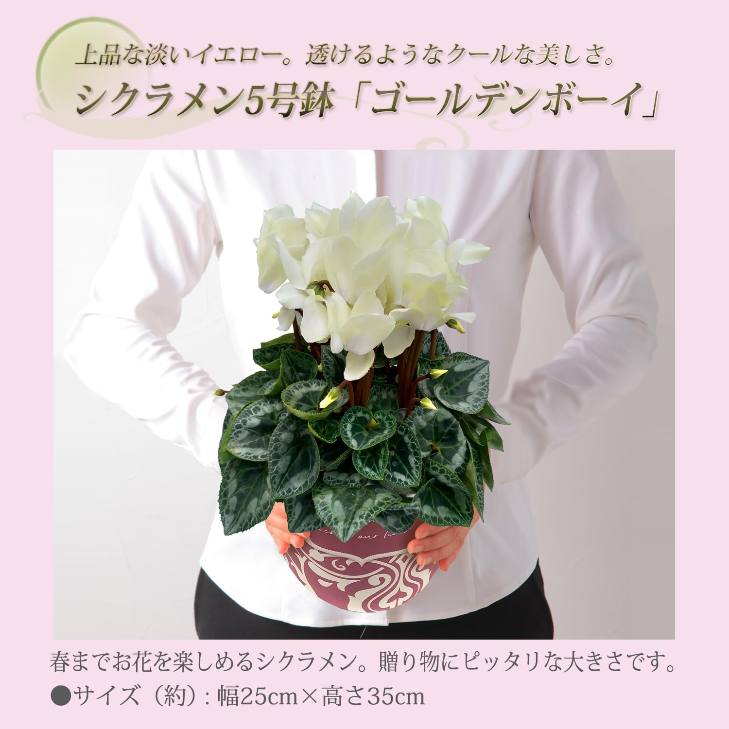  ե ץ쥼  ȭ ȭ  5ȭ  ǥܡ