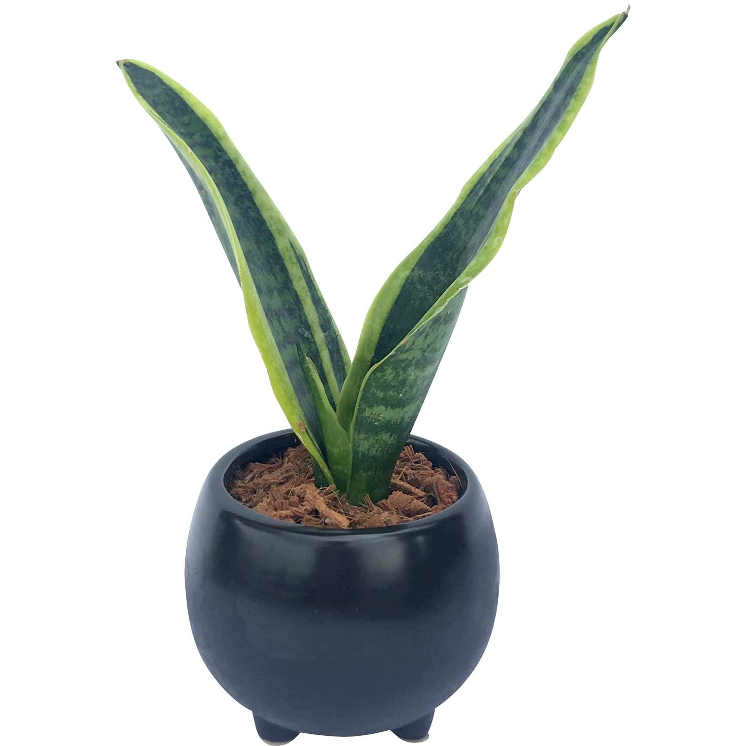 サンスベリア 観葉植物 本物 ミニ サンセベリア 観葉 植物 ミニ観葉