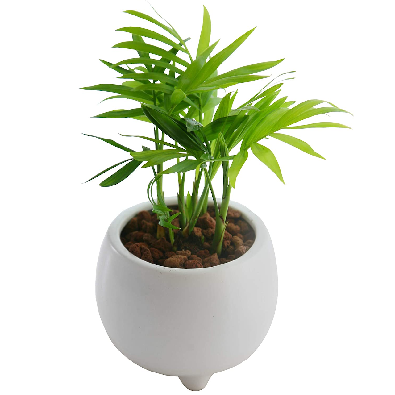 テーブルヤシ鉢植え テーブルヤシ ミニ観葉植物 ミニ観葉 観葉植物 おしゃれな観葉植物 安心と感動を送る フラワーギフト 花のギフト社 テーブルヤシ鉢植え テーブルヤシ ミニ観葉植物 ミニ観葉 観葉植物 おしゃれな観葉植物 安心と感動を送る フラワーギフト 花のギフト社