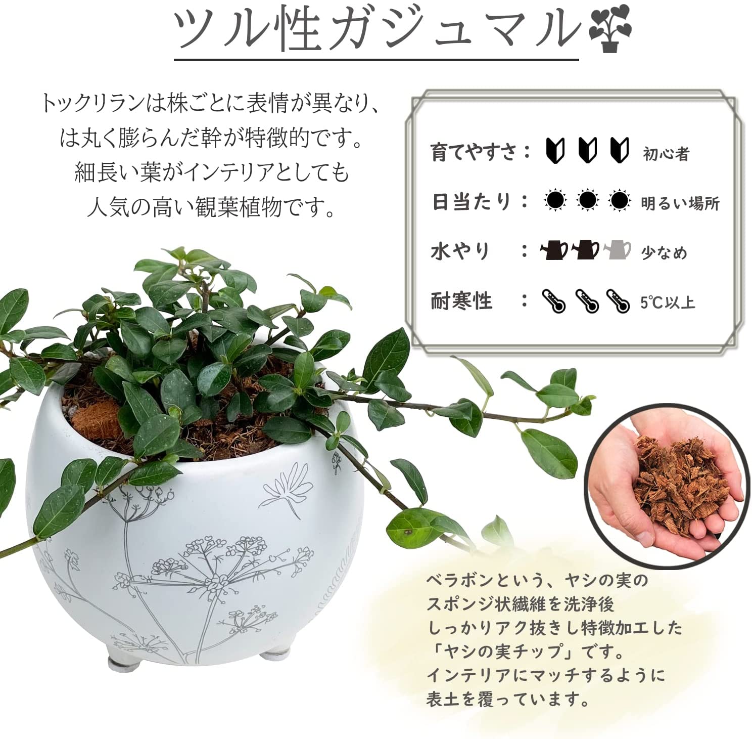 ツル性ガジュマル鉢植え フィカス シャングリア 観葉植物 ミニ観葉植物 陶 観葉植物 おしゃれな観葉植物 安心と感動を送る フラワーギフト 花のギフト社