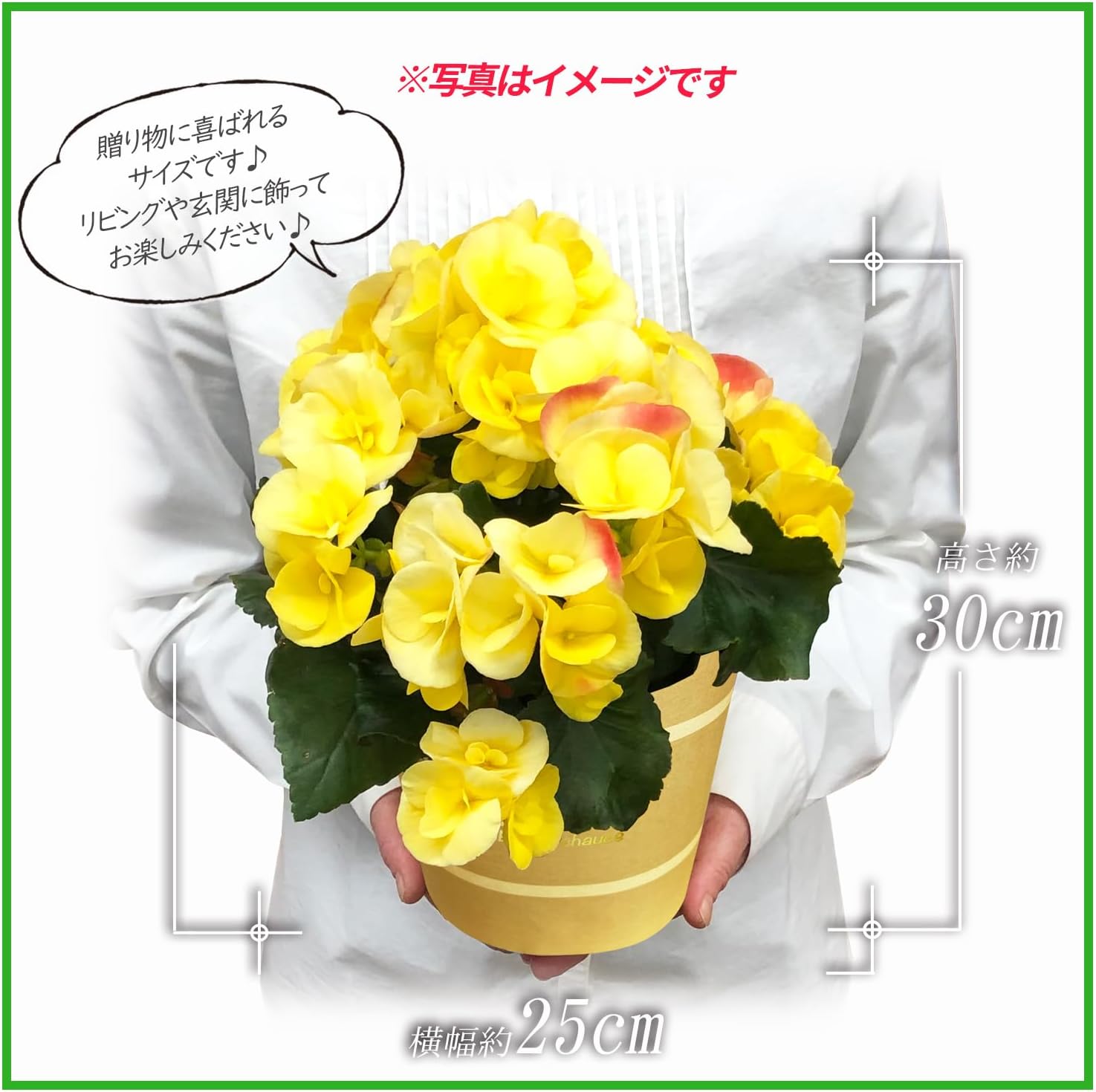 リーガーベコニア （花色MIX）3.5寸：1箱（20鉢入りでの販売