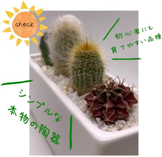 ���ܥƥ�󤻿��� ��ΤҤ饵���� ���� ���å��� �ȥ��� ����ƥꥢ