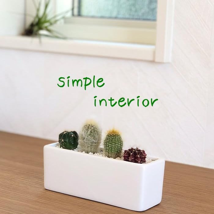 サボテン 約5cm〜10cm サボテン 約5cm〜10cm 【公式通販】