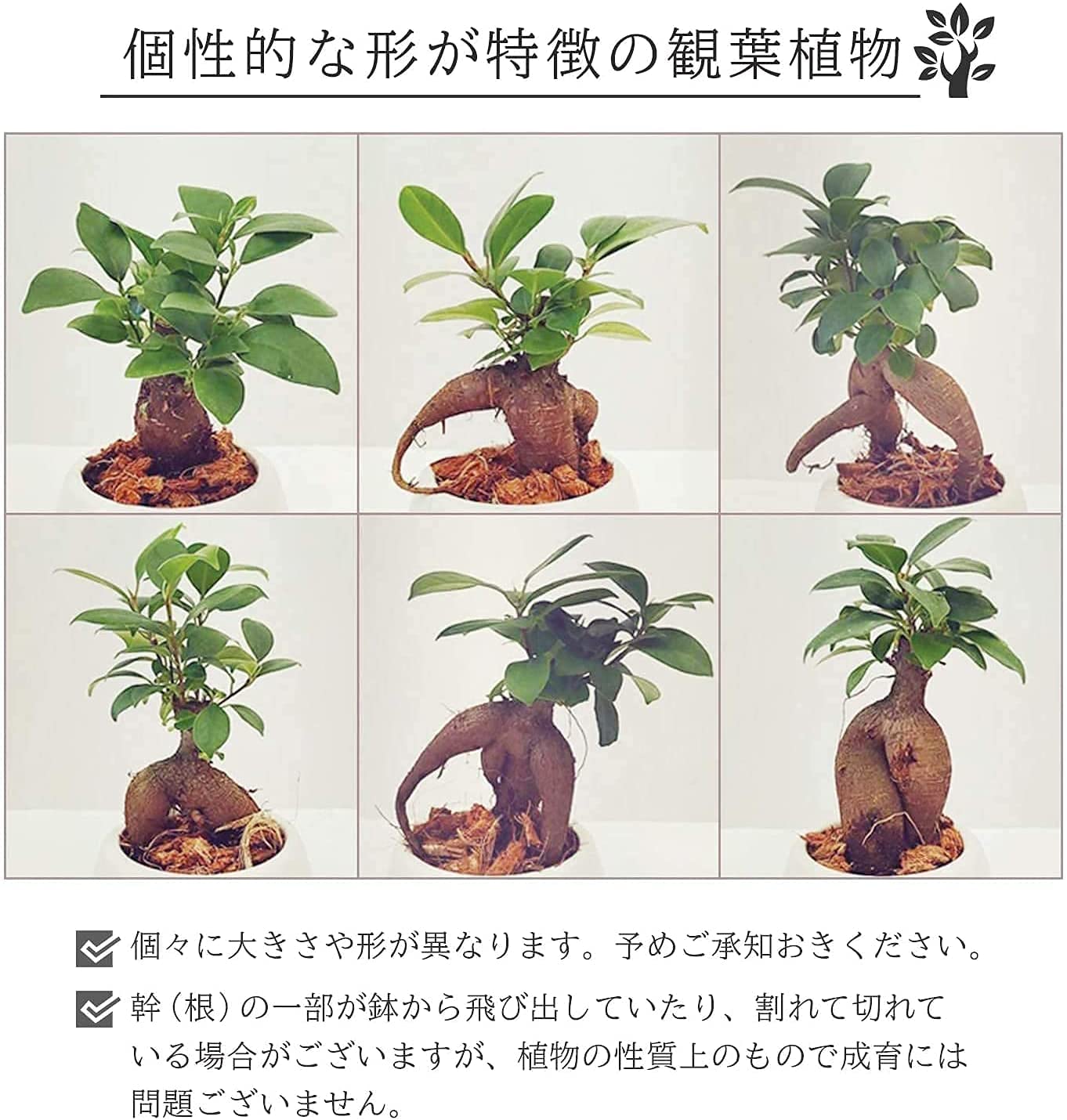 ������ޥ���� ¿������ �ϥ�ͥ��� �Х����å� ʸ��Ʋ �ɤ�Ƥ� ���տ�ʪ ������