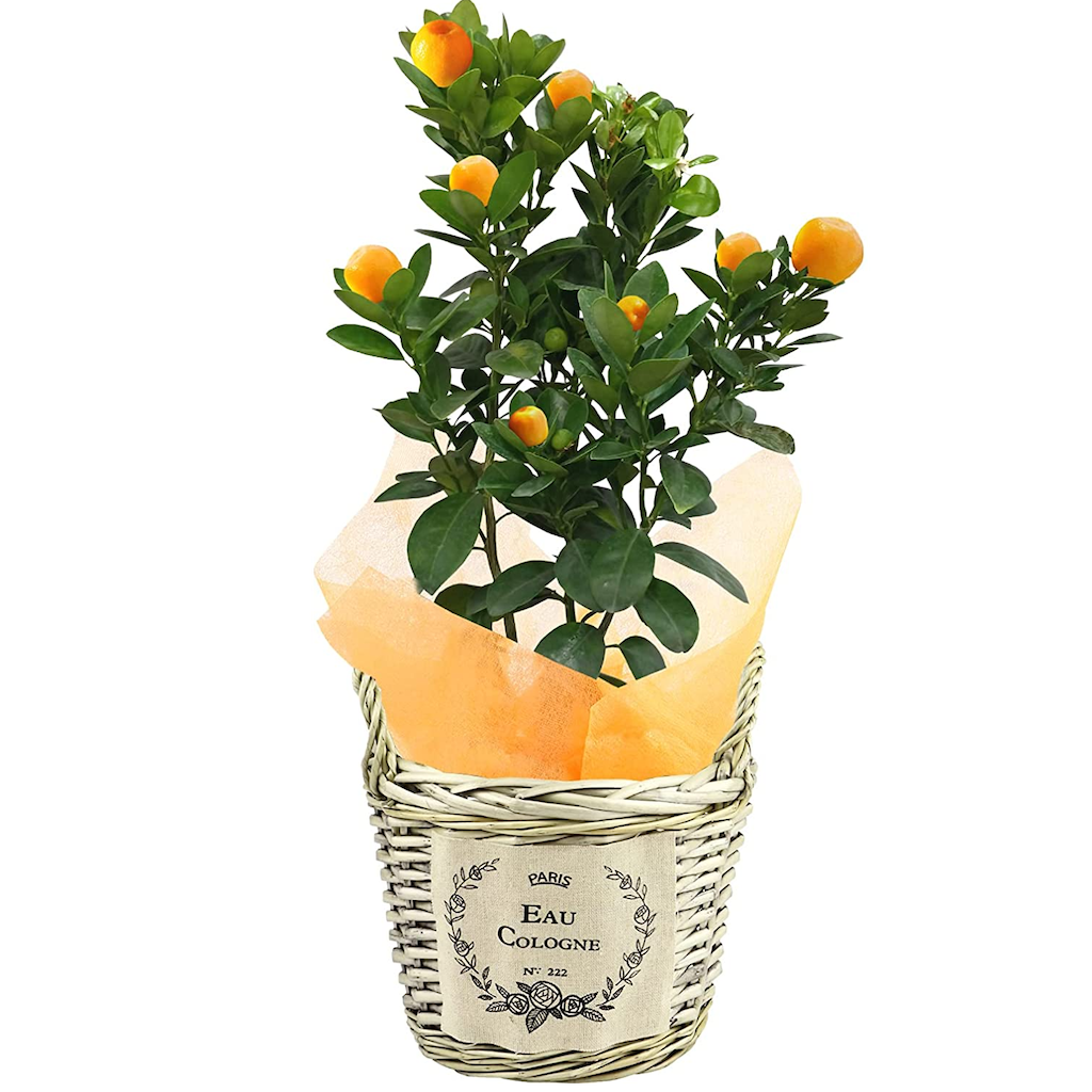 金柑鉢植え 大実 福寿 金柑の木 きんかん鉢植え きんかんの木 キンカンの木 金柑 観葉植物 手ごろな大きさの観葉植物 安心と感動を送る フラワーギフト 花のギフト社