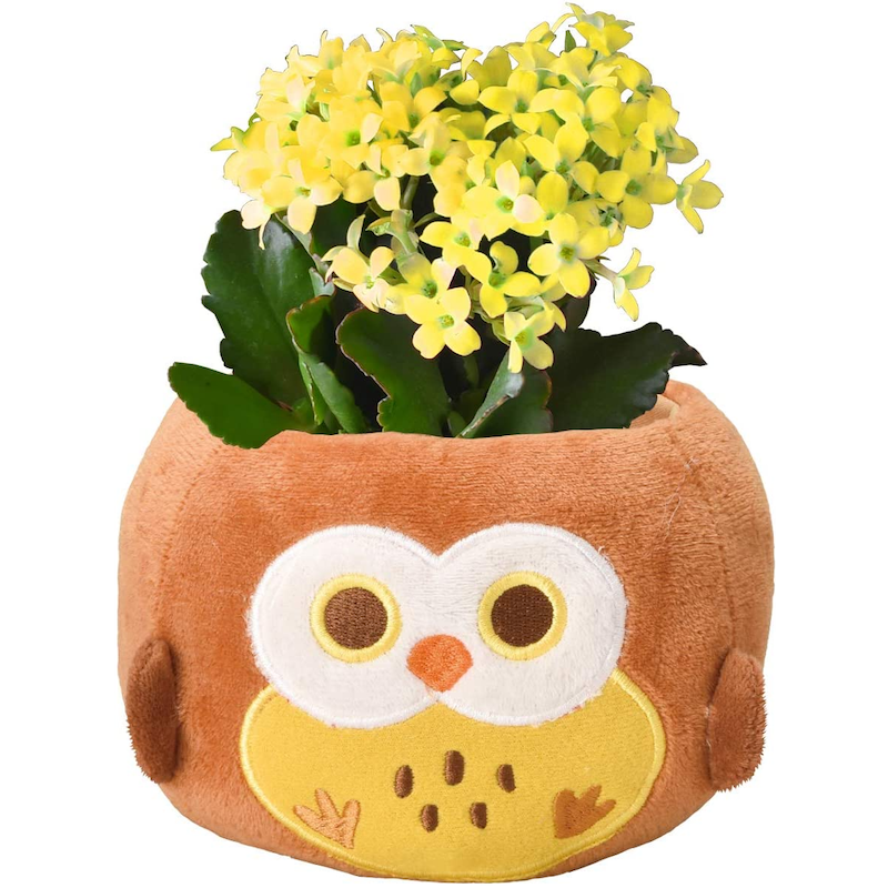 ����󥳥�ȭ���� �դ������Х����å� ���� ����󥳥� �դ��������ե� ȭ�� ��ȭ