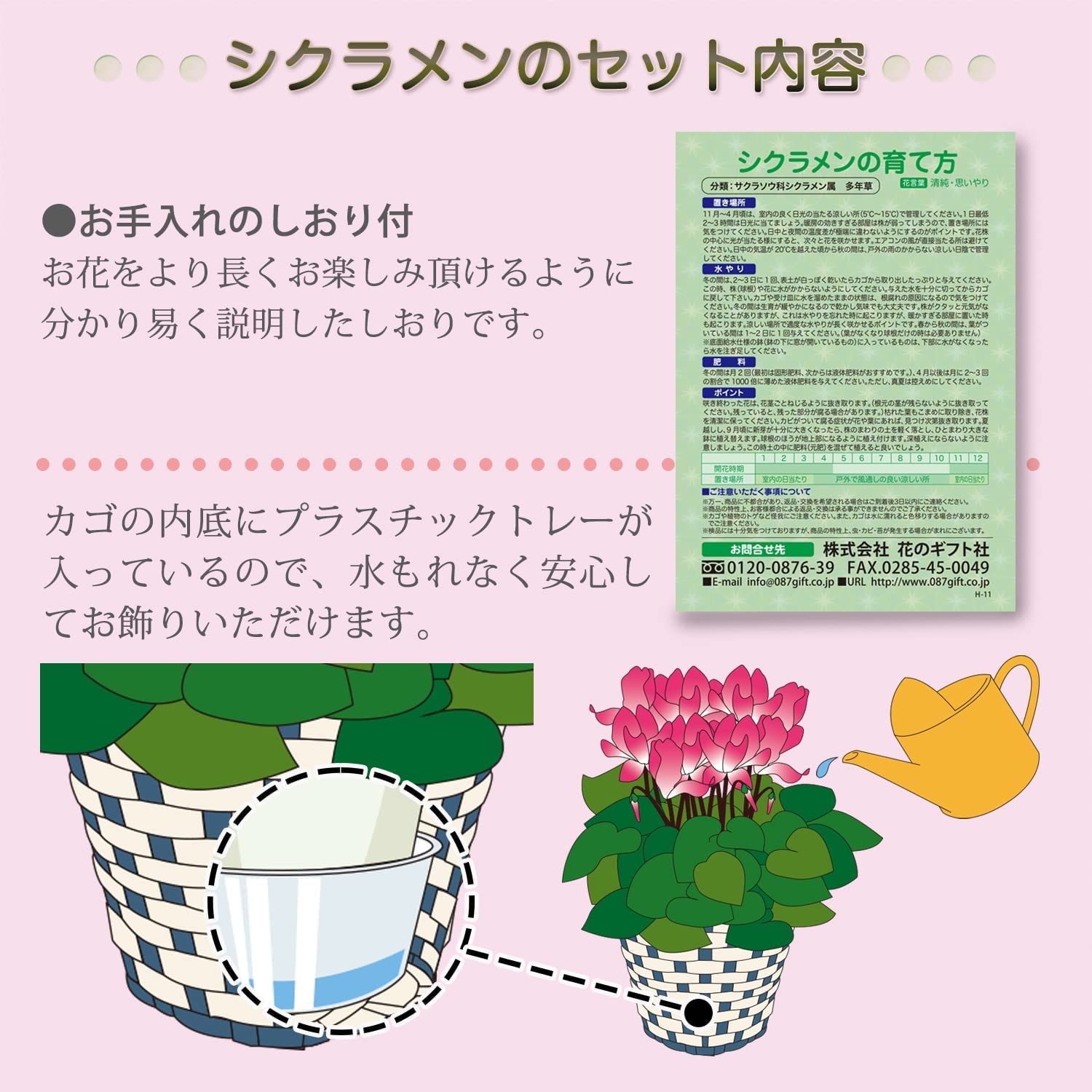 シクラメン ギフト プレゼント 花 鉢植え 鉢花 誕生日 7号鉢 赤