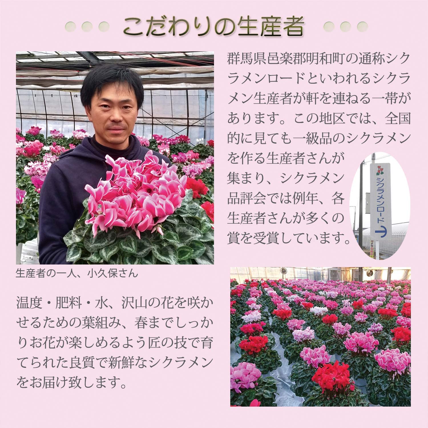 シクラメン ギフト プレゼント 花 鉢植え 鉢花 誕生日 7号鉢 赤