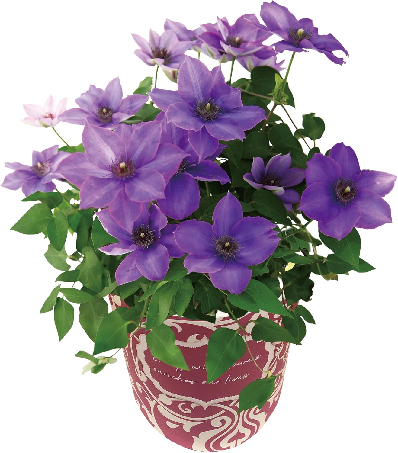 ����� �� ȭ���� ����ޥ��� �ץ쥼��� ��ȭ ȭ ��������ե� ������Υץ쥼���