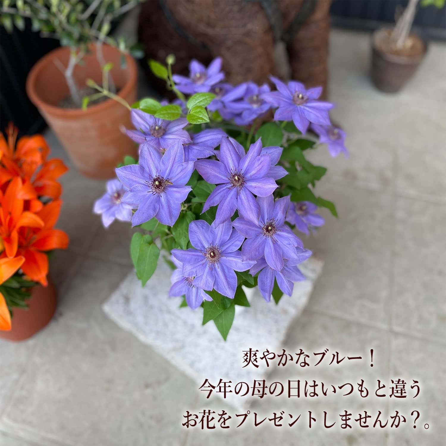 ����� �� ȭ���� ����ޥ��� �ץ쥼��� ��ȭ ȭ ��������ե� ������Υץ쥼���