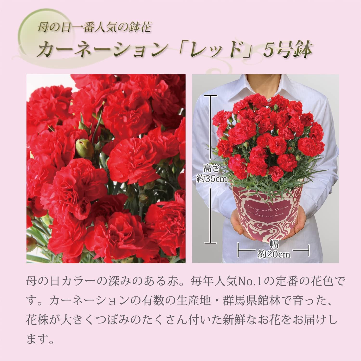 母の日 花とスイーツ 花 鉢植え カーネーション 花鉢 プレゼント お