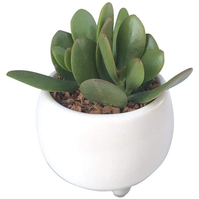 黄金花月 金のなる木 月下美人 多肉植物 観葉植物 鉢付き ☆早い者勝ち