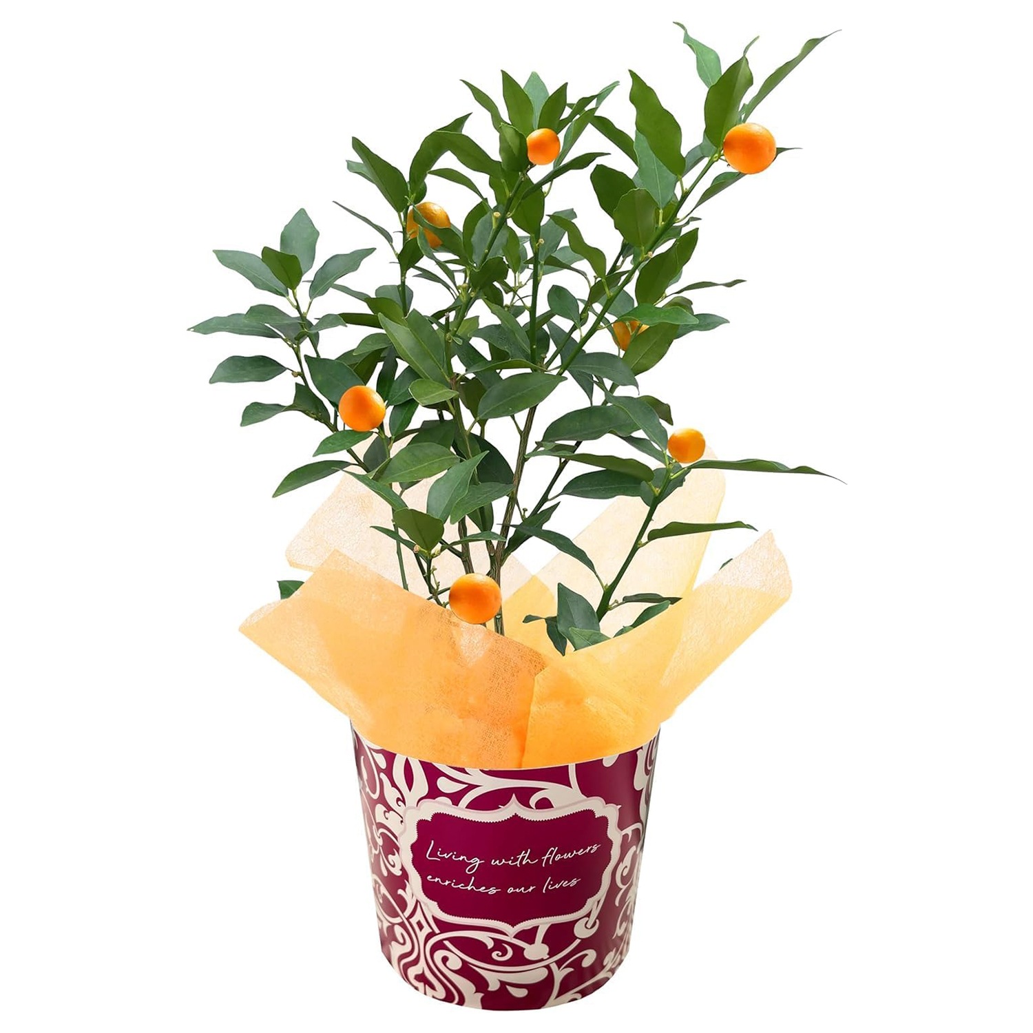 ⴻȭ פޤ ⴻ 󤫤ȭ 󤫤 󥫥 ⴻμ