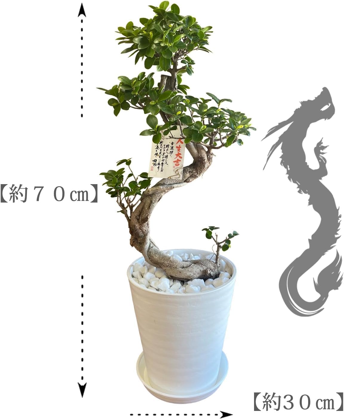 ガジュマル 昇り龍 観葉植物 本物 がじゅまる ガジュマル鉢植え
