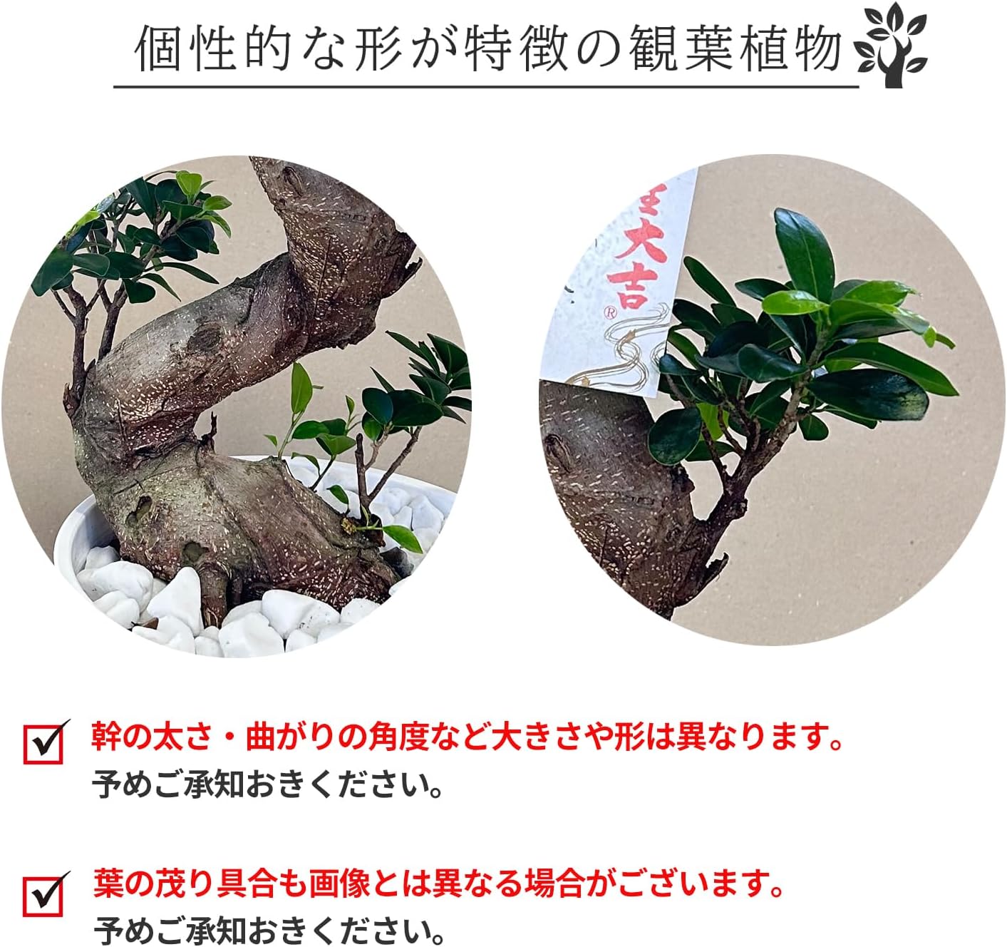 ������ޥ� ����ζ ���տ�ʪ ��ʪ ������ޤ� ������ޥ�ȭ���� ���� �ﵯʪ ä