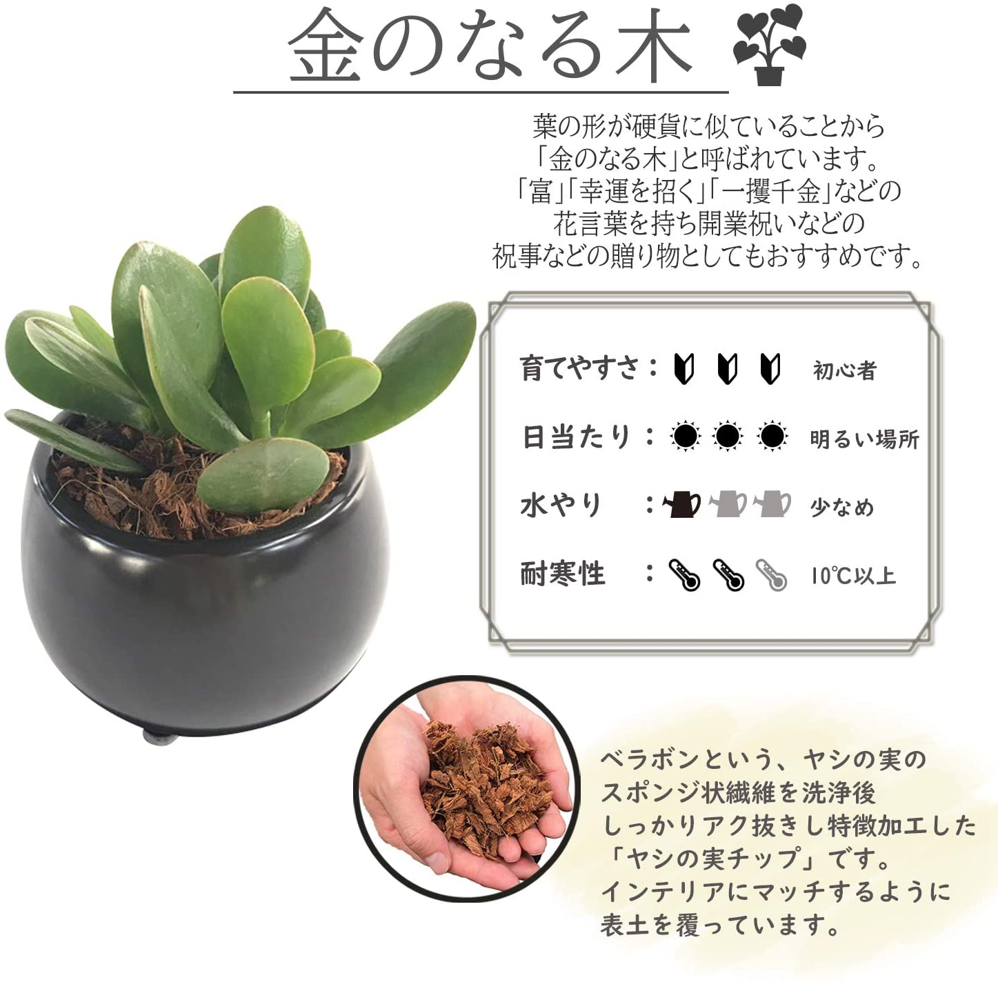 お金のなる木 金のなる木 花月 多肉植物 観葉植物 鉢植え 誕生日