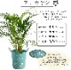 ���쥫�䥷 7��ȭ �ˤ������ �֥ꥭ�Х��� ���տ�ʪ ����ƥꥢ ���꡼�� ���۽� ������ ��ǰ�� ����ƥꥢ ������ ������ �㤴���