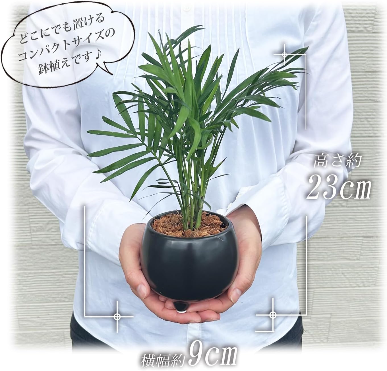 �ơ��֥�䥷 ���տ�ʪ ��ʪ �ߥ� �䥷 �䥷���� ���� ��ʪ �ߥ˴��տ�ʪ ȭ��