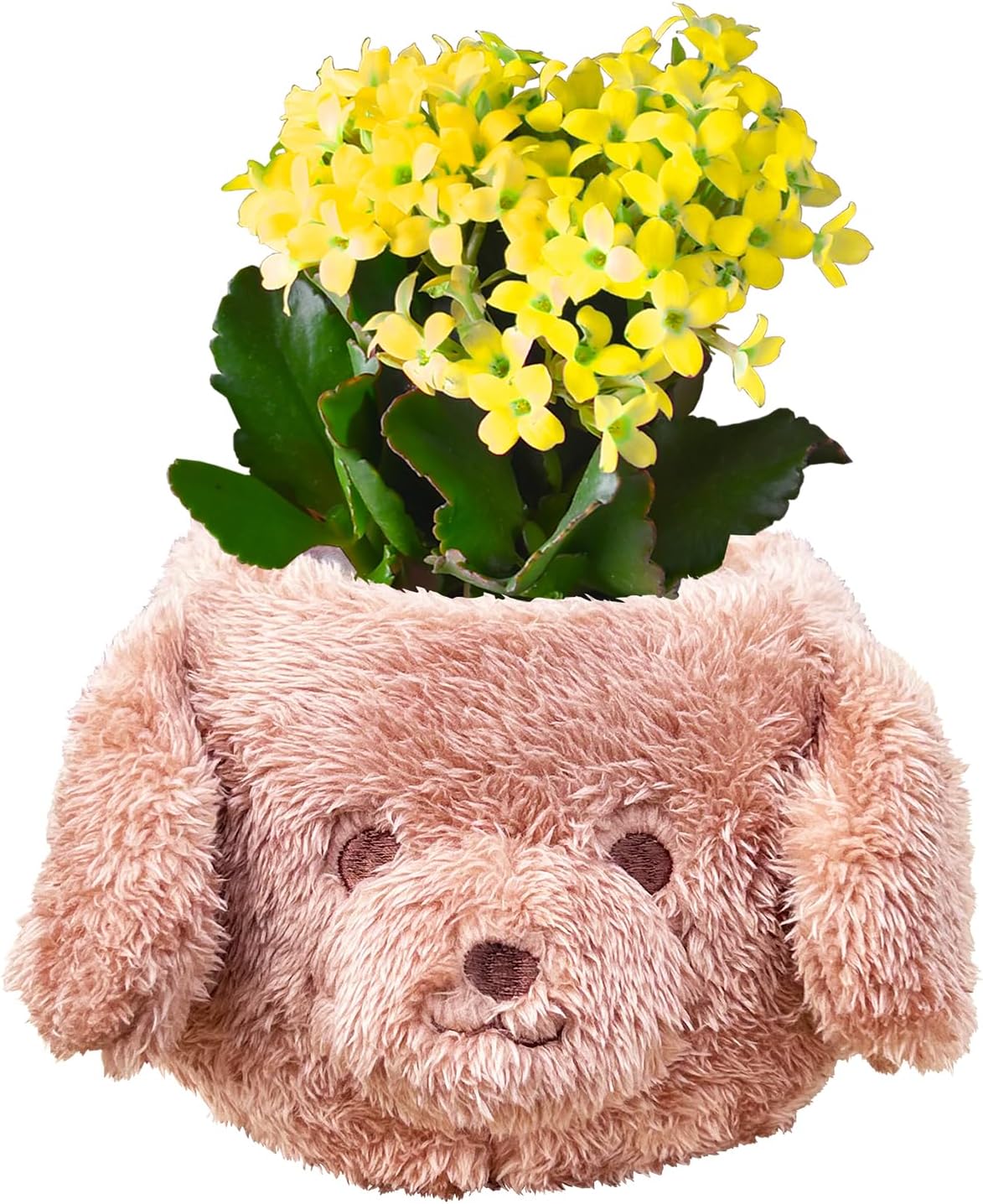 ����󥳥� �� ȭ���� �ץ쥼��� ���ե� ������ ���ˤ� ��ȭ ȭ�� �ȥ��ס��ɥ�