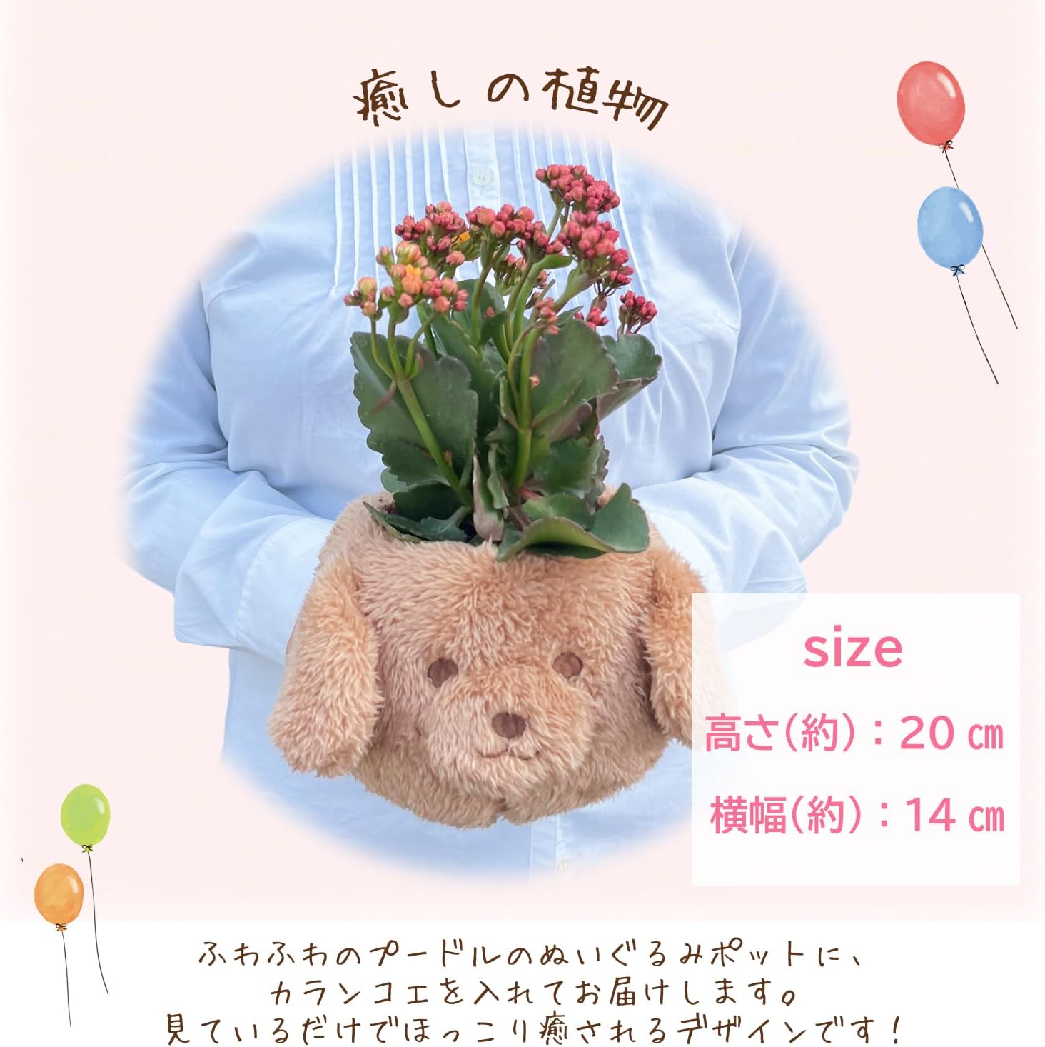 ����󥳥� �� ȭ���� �ץ쥼��� ���ե� ������ ���ˤ� ��ȭ ȭ�� �ȥ��ס��ɥ�