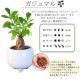 ������ޥ�ȭ���� 2�ĥ��å� ¿������ ������ޥ� �뺧�� �ߥ˴��տ�ʪ