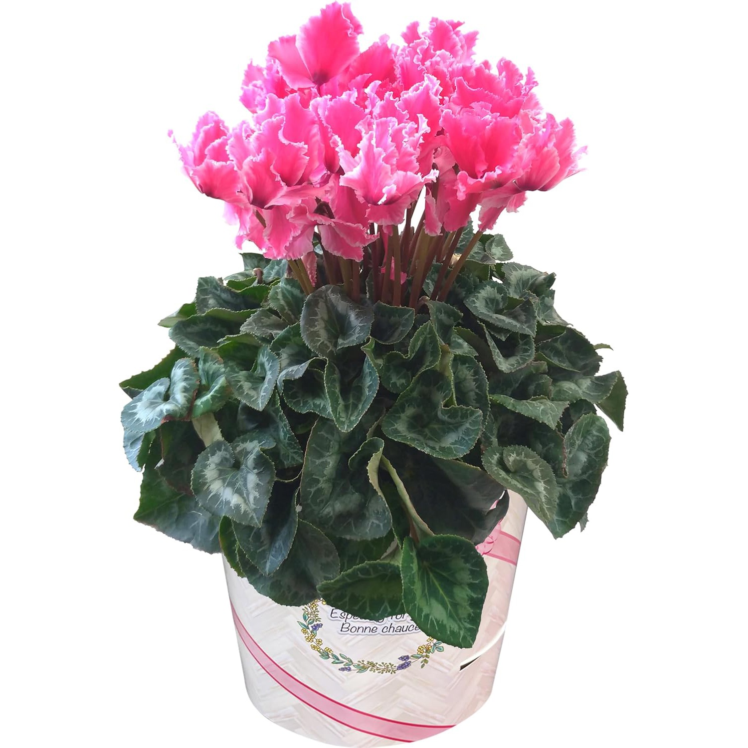  ե ץ쥼  ȭ ȭ  6ȭ ɥ꡼ ԥ