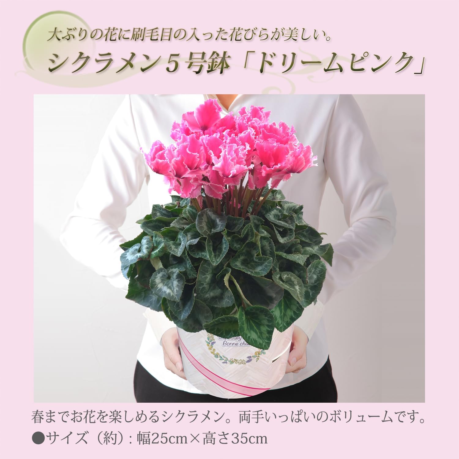  ե ץ쥼  ȭ ȭ  6ȭ ɥ꡼ ԥ