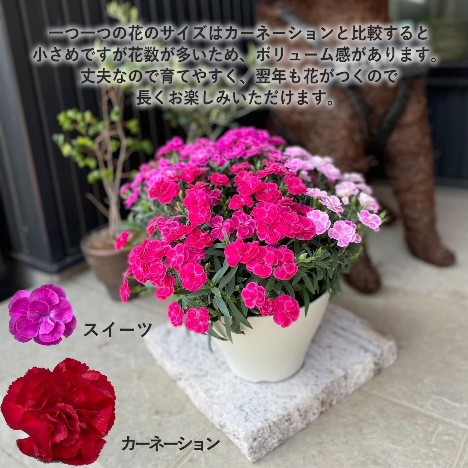 ����� �� ȭ���� �����͡������ �ץ쥼��� ��ȭ ��������ե� ������Υץ쥼���