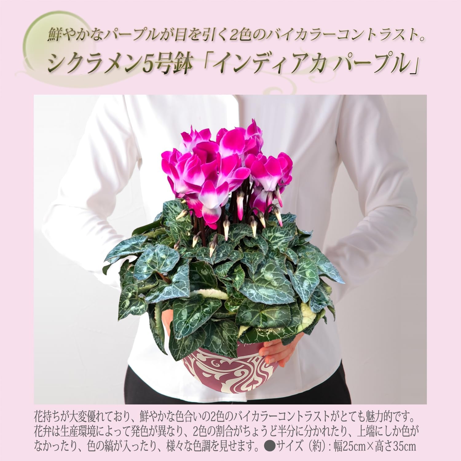 �������� ���ե� �ץ쥼��� �� ȭ���� ȭ�� ������ 5��ȭ ����ǥ������ѡ��ץ�